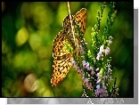 Motyl, Roślina