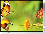 Motyl, Roślina