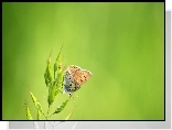 Motyl, Roślina