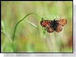 Motyl, Roślina