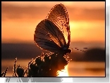 Motyl, Roślina