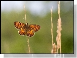 Motyl, Przeplatka, Atalia, Roślina