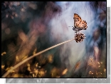 Motyl, Modraszek artakserkses, Źdźbło, Roślina, Trawa