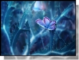 Motyl, Niebieska, Roślina, Makro