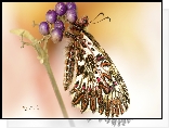 Motyl, Zygzakowiec rubinowy, Roślina, Makro