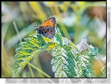 Motyl, Strzępotek ruczajnik, Roślina, Liście