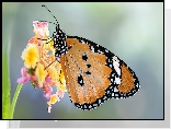 Motyl, Monarcha złocisty, Makro, Roślina, Kwiat