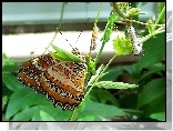 Motyl, Roślinka
