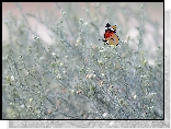 Motyl, Roślinki