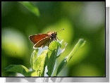 Motyl, Rośliny