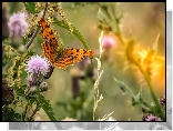 Motyl, Rusałka ceik, Rośliny, Oset