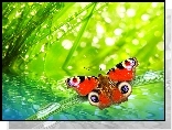 Motyl, Rusałka, Pawik, Trawa, Krople, Rosy, Makro