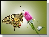 Motyl, Róża