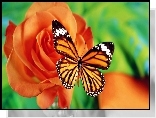 Motyl, Róża