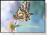 Motyl, Paź królowej, Kwiatek, Rozmycie, Makro
