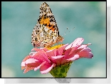 Motyl, Rusałka osetnik, Kwiat, Różowa, Cynia