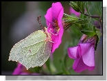 Motyl, Latolistek cytrynek, Kwiaty, Różowe, Petunie