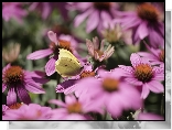 Motyl, Latolistek cytrynek, Różowe, Jeżówki