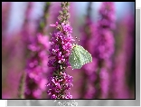 Motyl, Latolistek cytrynek, Różowe, Kwiaty