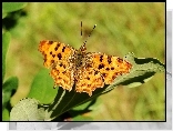 Motyl, Rusałka