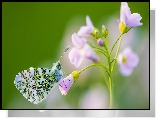 Motyl, Zorzynek rzeżuchowiec, Kwiatek