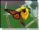 Monarcha, Motyl, Słonecznik