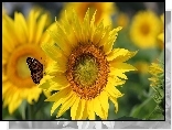 Motyl, Słonecznik