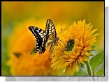 Motyl, Paź, Królowej, Słonecznik