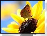 Motyl, Słonecznik