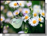 Przymiotno, Białe, Motyl, Bielinek