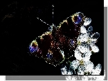 Motyl, Białe, Kwiaty, Czarne, Tło, Fractalius