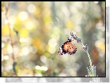 Motyl monarcha, Lawenda, Rozmyte, Tło, Bokeh
