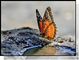 Motyl, Tło