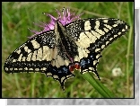 Motyl, Paź Królowej
