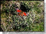 Motyl, Trawa