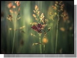 Motyl, Trawa