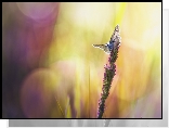 Źdźbło, Trawa, Motyl, Bokeh