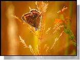 Motyl, Kłos Trawy, Makro