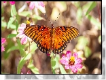 Motyl, Agraulis vanillae, Kwiaty