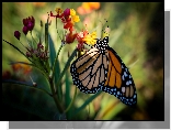 Motyl monarcha, Danaid wędrowny, Kwiat