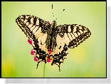 Motyl, Paź królowej, Makro, Zielone, Tło