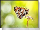 Motyl, Roślina, Makro, Zielone tło