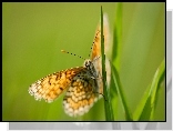 Motyl, Trawa, Zielone, Tło