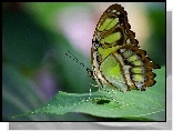 Zielony, Motyl, Liść