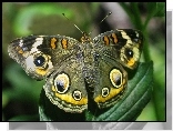 Zielony, Motyl, Liść