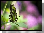 Zielony, Motyl, Motylek