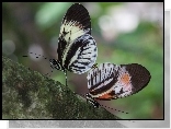 Motyle, Konar