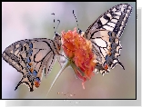 Motyle, Paź królowej, Kwiat, Makro
