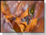 Dwa, Motyle, Przeplatka didyma, Liście, Bokeh, Rozmyte, Tło