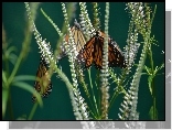 Motyl, Monarcha, Trawa